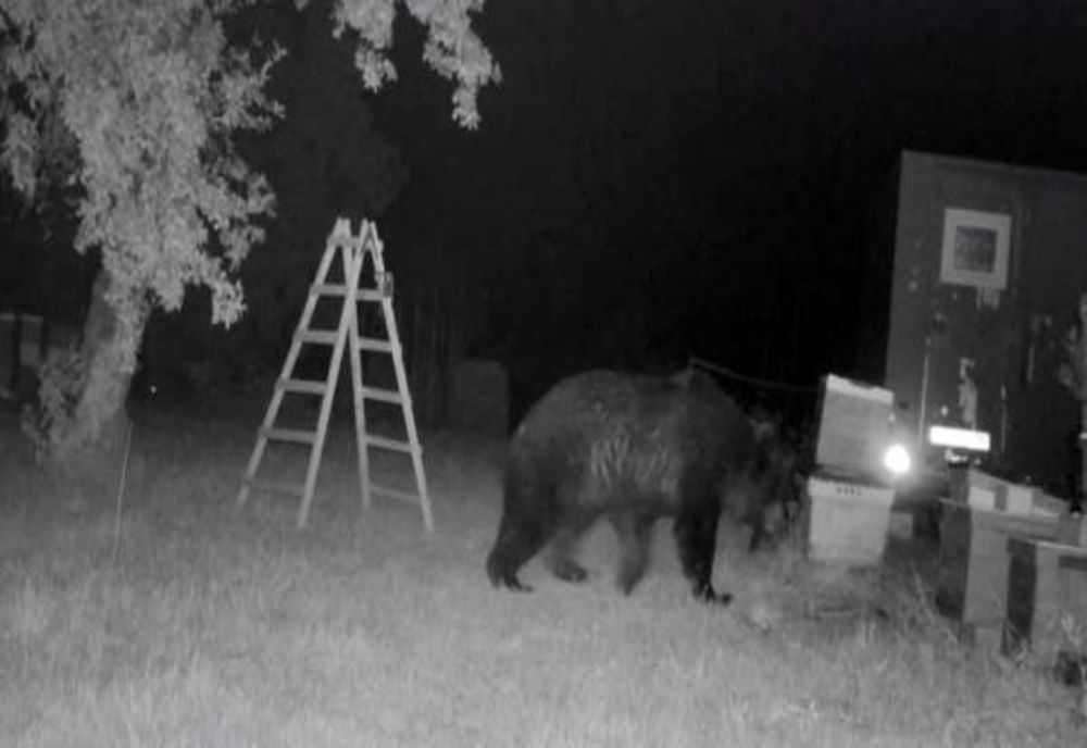 Ursul a atacat la Ștefești! Animale dintr-o gospodărie, ucise de sălbăticiune