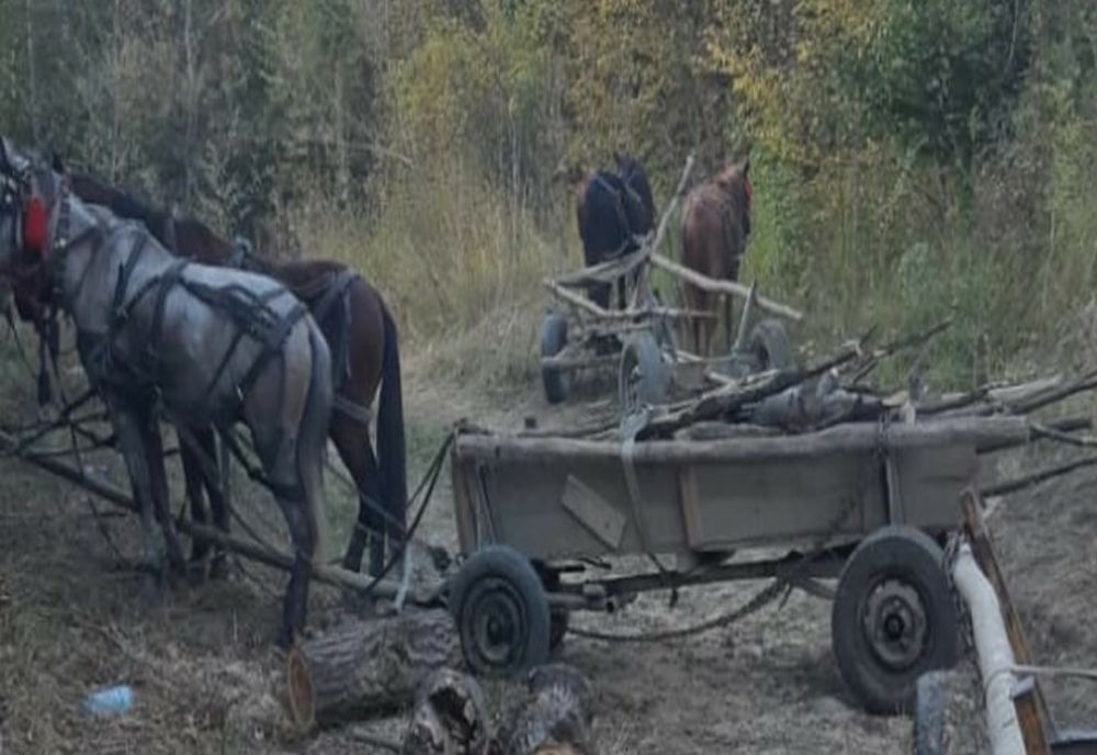 Hoţi de lemne, prinşi în flagrant de poliţiştii prahoveni