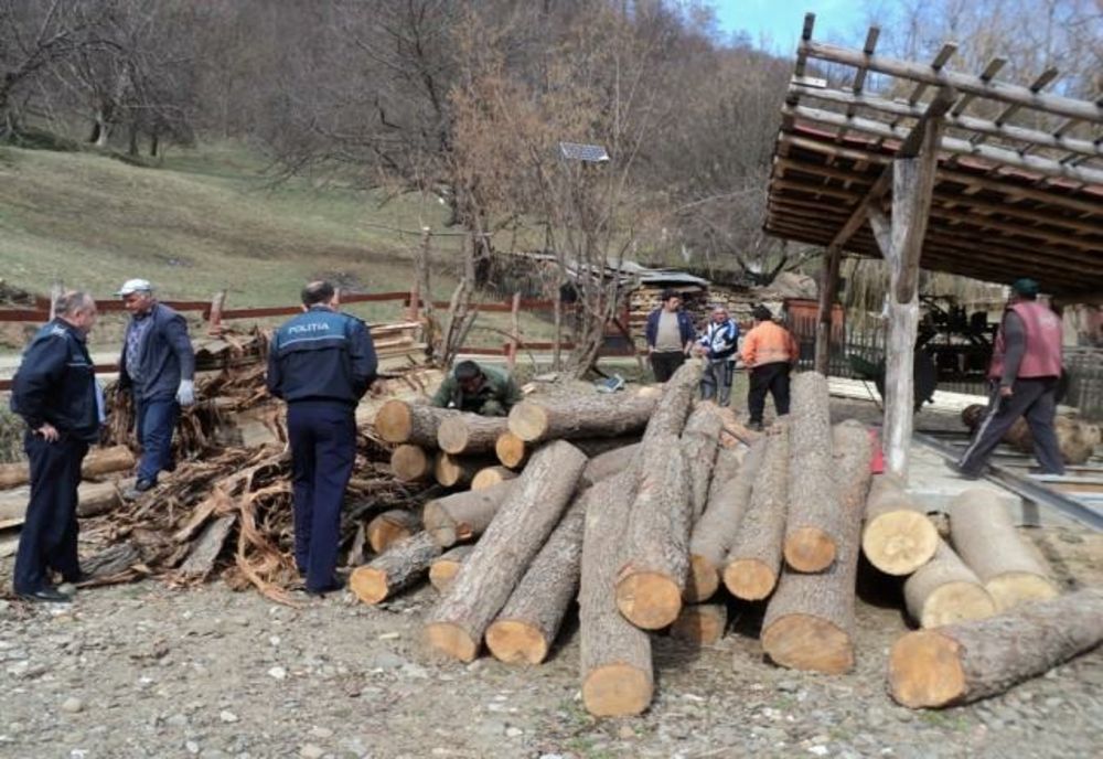 Tăieri ilegale de copaci în Prahova. Descinderi la două adrese din Șoimari
