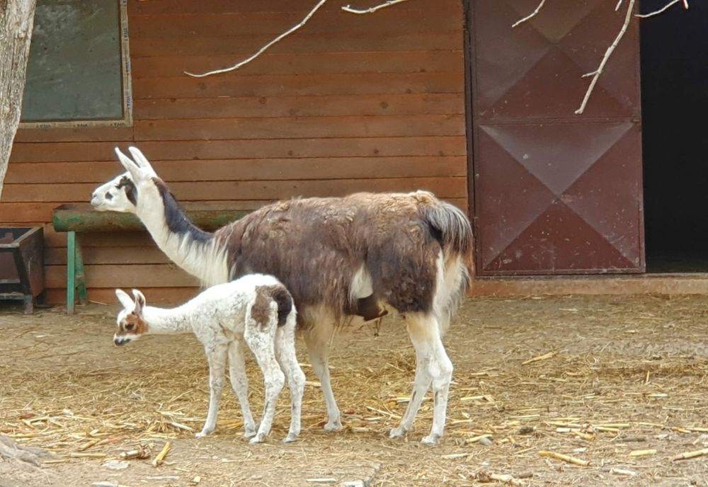 Eveniment inedit la Gradina Zoologică de la Bucov. Un pui de lamă, născut de curând, a fost botezat în prezenţa a zeci de copii