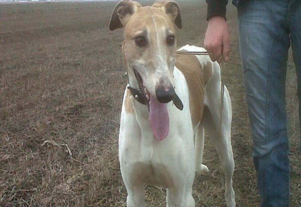 Dosar penal pentru braconaj, în Prahova 