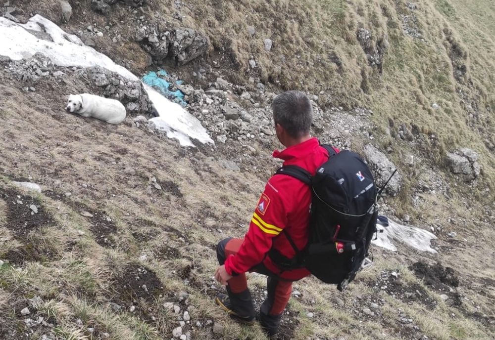 Intervenție pentru salvarea unui câine de companie, căzut aproape 200 de metri într-o prăpastie din Bucegi