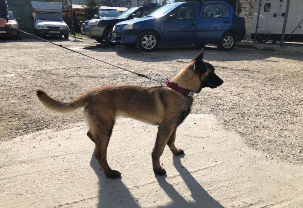 CÂINII VOR PUTEA FI ÎNCREDINŢAŢI SPRE ÎNGRIJIRE TEMPORARĂ ÎNAINTEA ADOPŢIEI