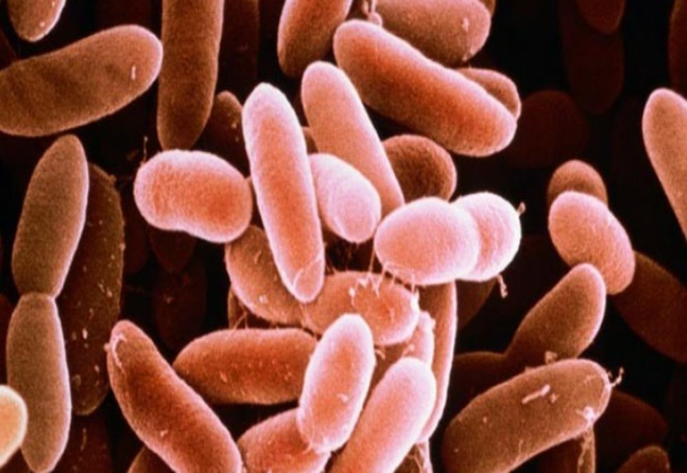 Alertă alimentară în România. Pește contaminat cu bacteria Listeria, retras din magazine