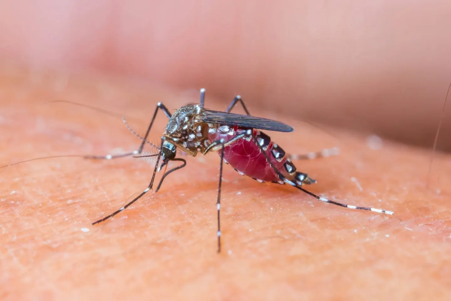 INSP: 3 cazuri de infecție cu virusul West Nile, confirmate în județul Prahova în 2026