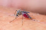 INSP: 3 cazuri de infecție cu virusul West Nile, confirmate în județul Prahova în 2026