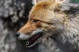 Invazie de vulpi într-o localitate din Mehedinți! Animalele sălbatice au atacat gospodăriile și se plimbă libere pe străzi: Oamenii sunt disperați