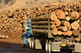 18 avize de transport de lemn, falsificate în Prahova. Prejudiciu de peste 140.000 de lei. Un bărbat a fost reținut