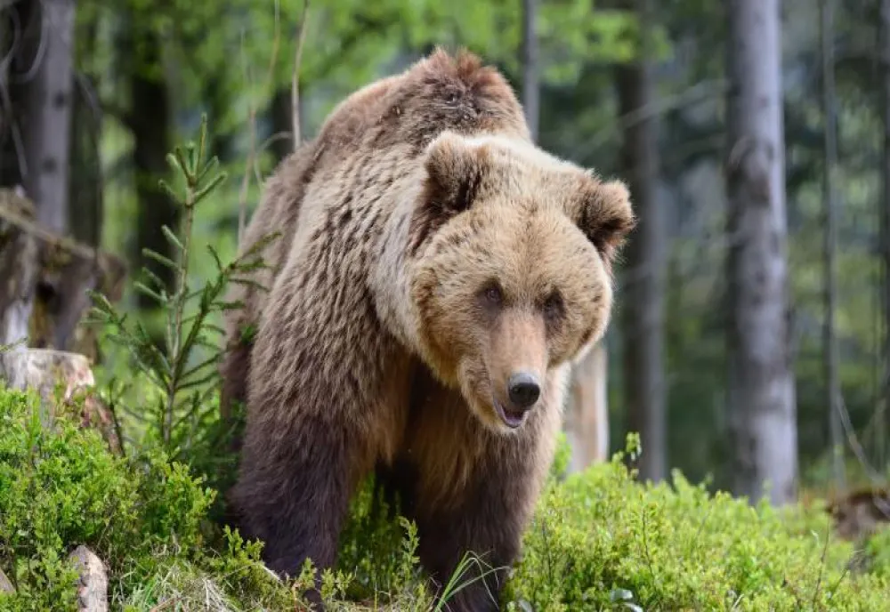  Ursul lăsat în agonie toată noaptea după ce a fost lovit de o maşină a fost împuşcat. Ministrul Mediului: Sunt absolut revoltat 