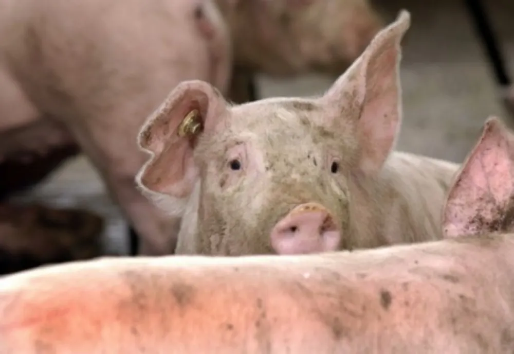 Pesta porcină se întinde pe mai multe fonduri de vânătoare din Prahova