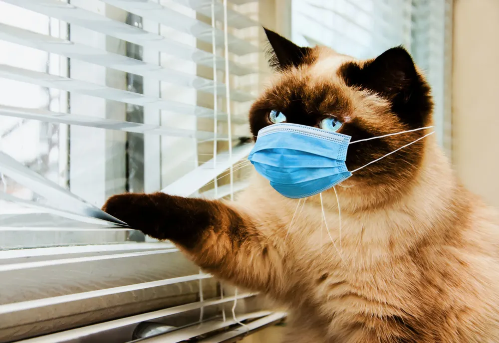 Un câine şi trei pisici din Olanda au fost infectate cu noul coronavirus