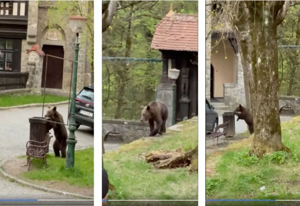 Urs filmat în timp ce își căuta hrană în tomberoanele din Sinaia 
