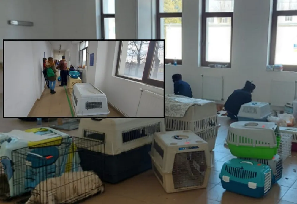 O nouă campanie de sterilizare gratuită a câinilor și pisicilor în Ploiești 
