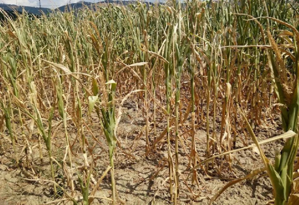 Peste 160.000 de hectare cultivate din 24 de judeţe, afectate de secetă