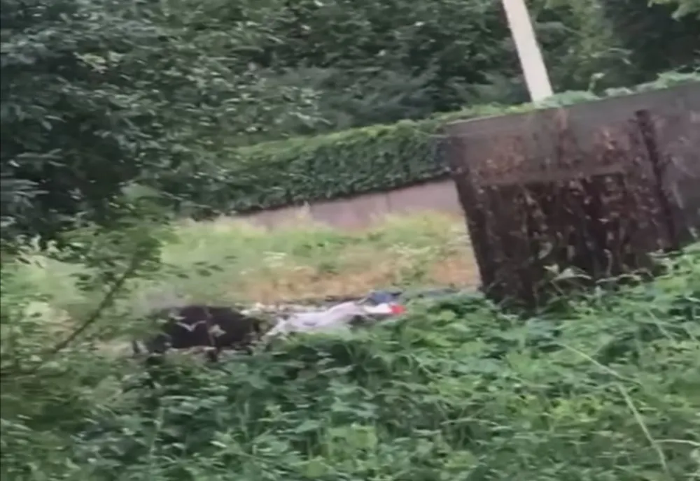 Prahova. Porc mistreț văzut lângă un bloc din Câmpina. Animalul a atacat o femeie