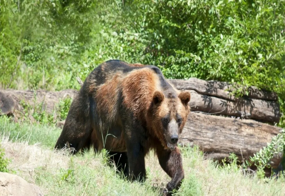 Ursul căutat de peste o lună la Ploiești a fost capturat
