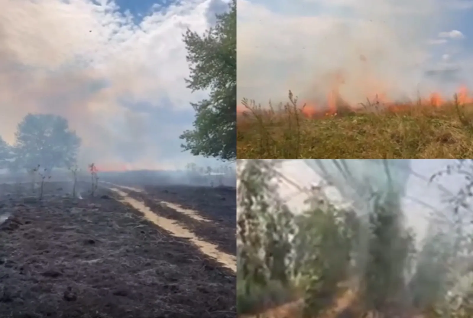 Incendiu de vegetație