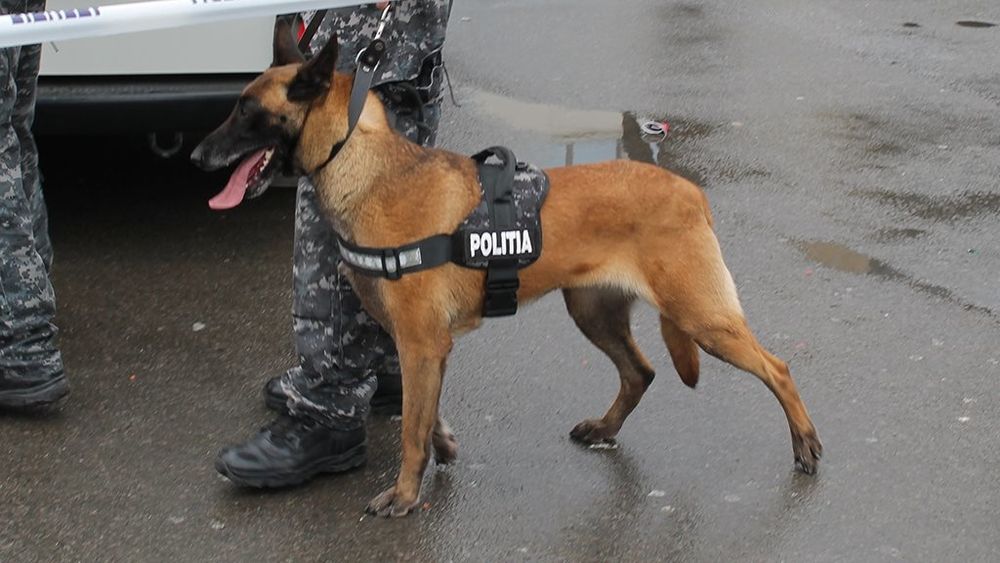 Un copil de 9 ani din Ploieşti, găsit de poliţişti după aproape patru ore de căutări!