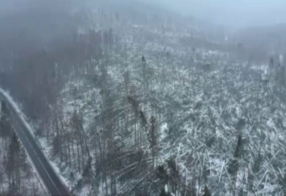 Ce spun specialiștii despre ciclonul care a distrus 80 de ha de pădure în Prahova