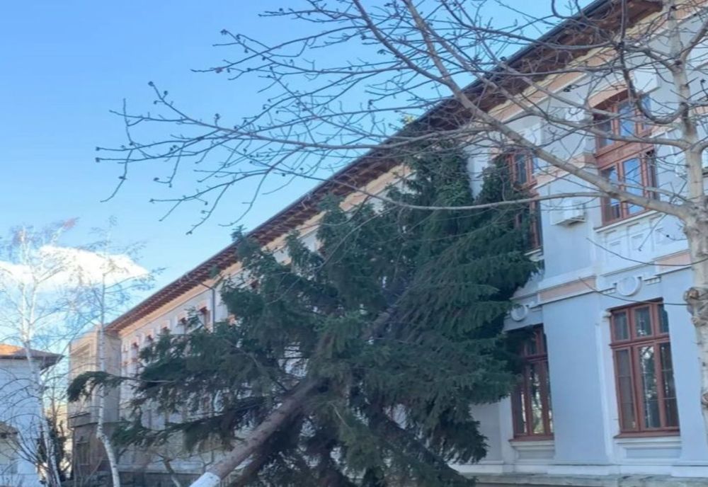 FOTO Un copac a căzut peste Colegiul Mihai Viteazul din Ploieşti. O clasă a fost evacuată!