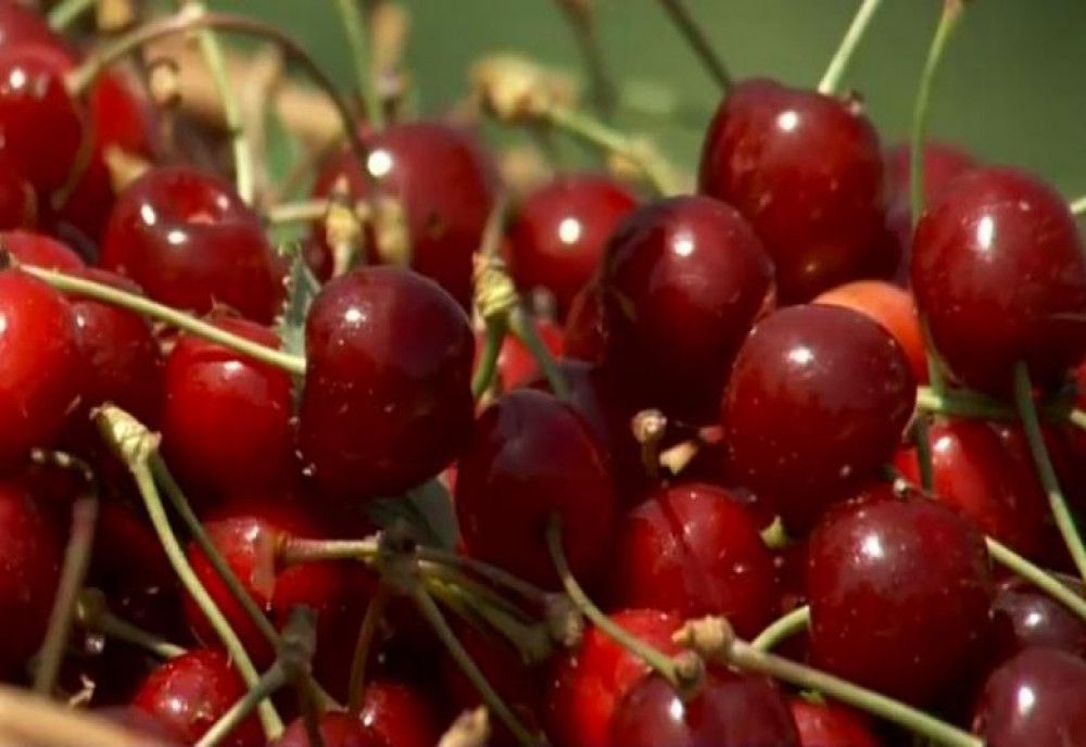 Cât costă un kilogram de cireșe la Păulești, în comuna consacrată de Festivalul Cireșelor