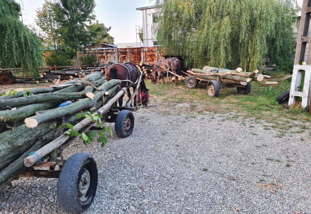 Jandarmii prahoveni au confiscat mai multe transporturi ilegale de material lemnos