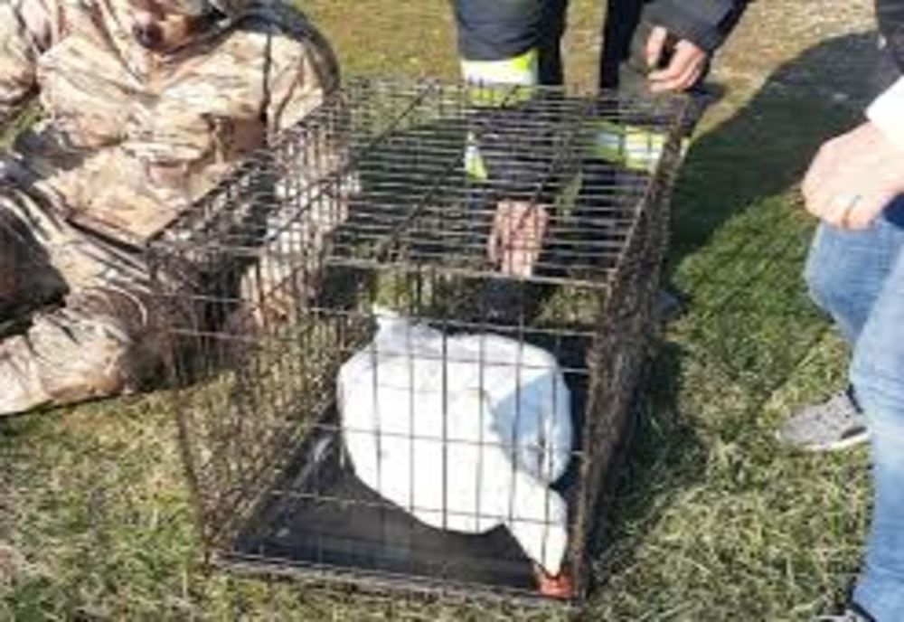 Lebădă prinsă într-o bucată de gheață, salvată dintr-un lac de pompierii din Prahova