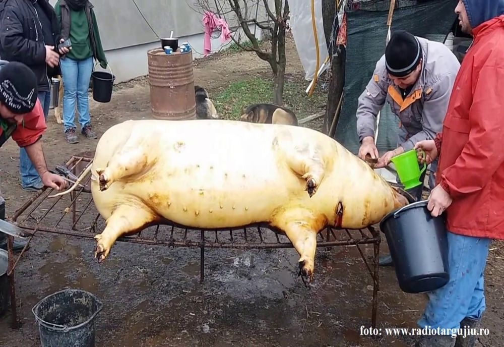 Nouă persoane din Prahova au mâncat dintr-un porc infestat cu trichinella
