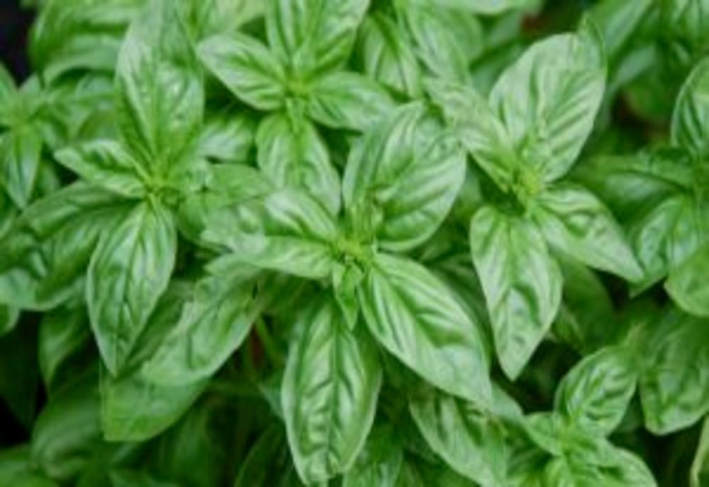 Sprijin financiar de până la 3.400 euro/ hectar pentru fermieri. Ce culturi sunt eligibile