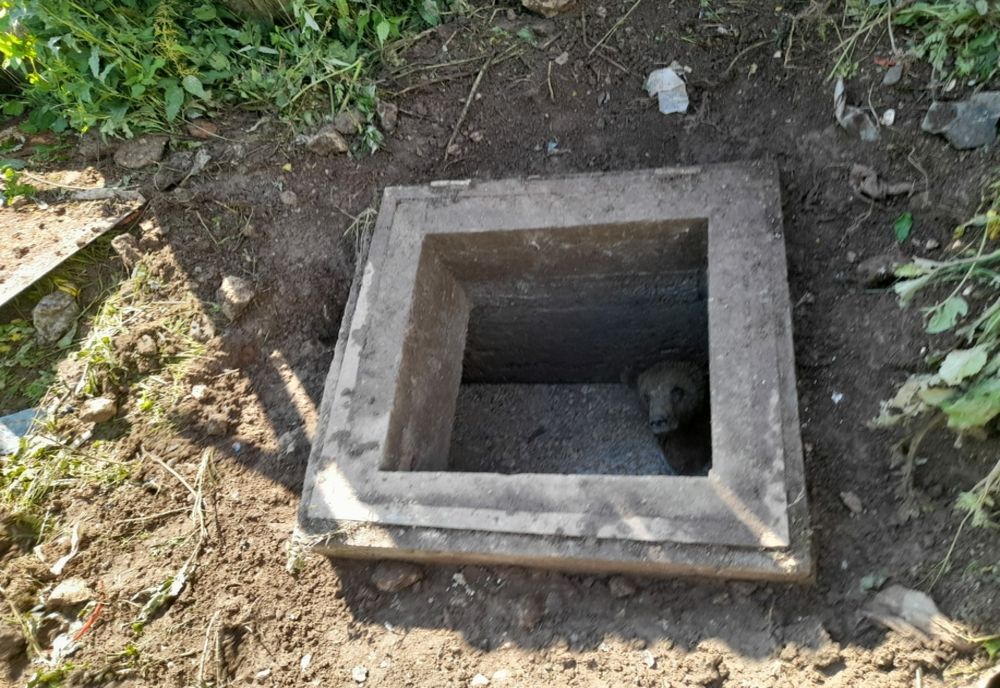 Prahova. Jandarmii montani, solicitați să salveze un urs căzut într-o fosă septică, dar și un pui de pasăre