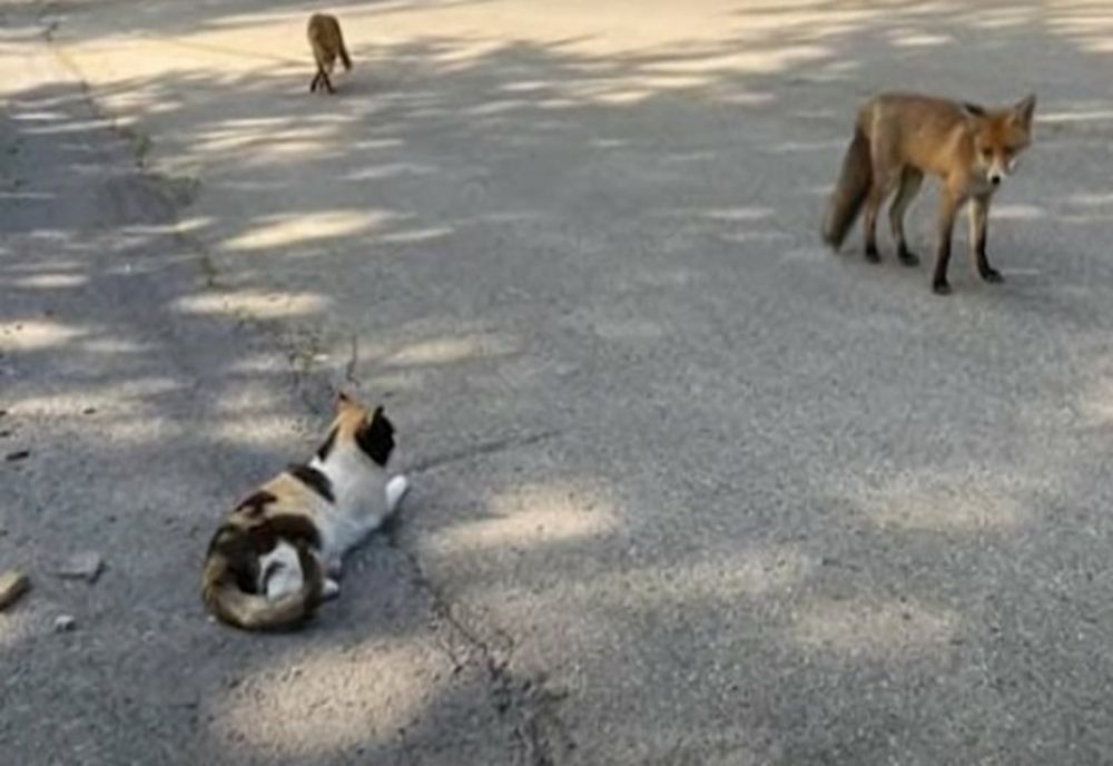  VIDEO. Vulpi în centrul stațiunii Sinaia. Specialiștii se tem că ar fi turbate