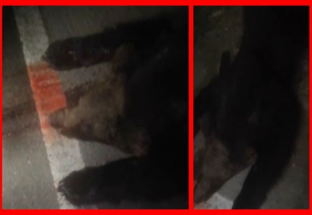 Urs mort după ce a fost lovit de o mașină