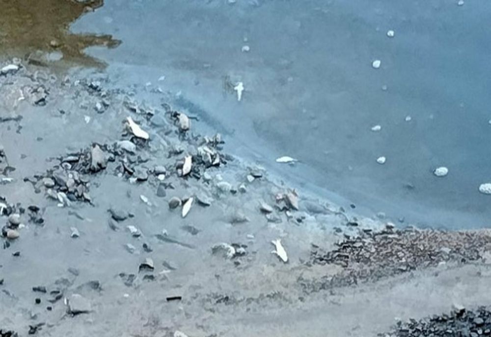 Alertă! Pești morți au fost găsiți pe malul râului Prahova