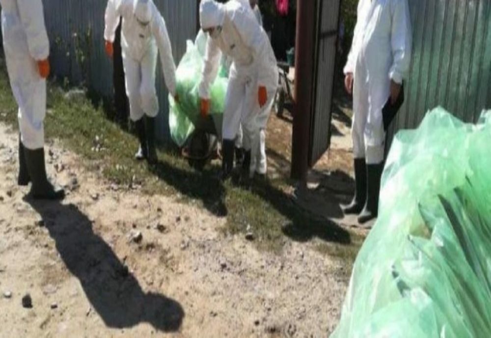 DSVSA Prahova: Două focare de pestă porcină africană, la Șirna și la Bucov. 19 porci uciși în satul Coceana