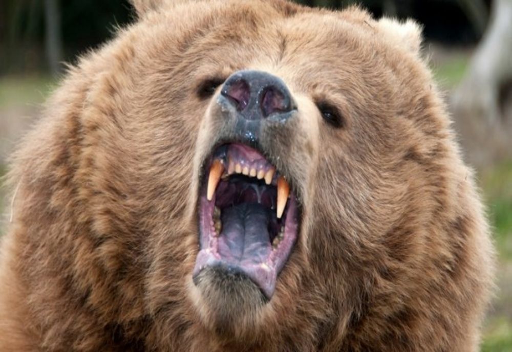 Urs împușcat la Comarnic, pentru că a atacat echipa care intervenise pentru alungarea lui