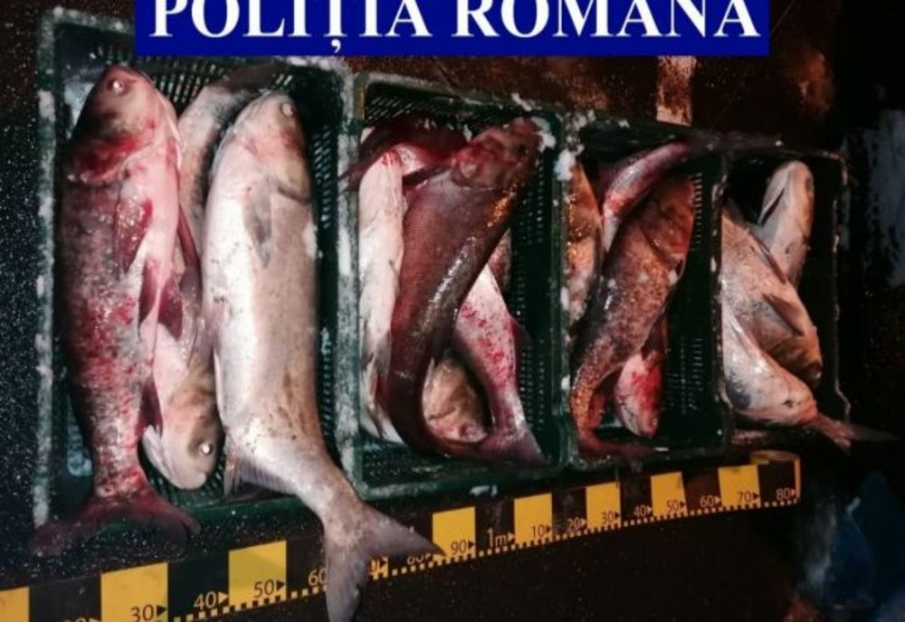 Cu peștele la vânzare, în autoturism. Un bărbat din Mizil s-a ales cu dosar penal