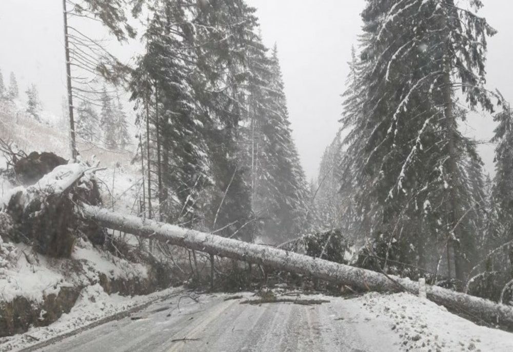 Prahova. Cod roşu de vânt puternic. Copaci căzuţi şi sute de gospodării fără electicitate