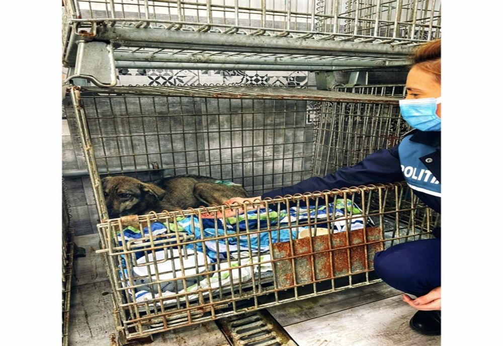 Prahova. Câine aflat în agonie, salvat de Poliția Animalelor