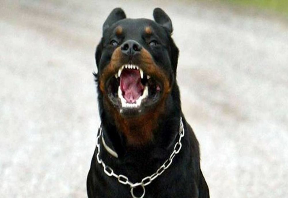 Prahova. Copil în stare gravă, după ce a fost sfâșiat de Rottweiler-ul familiei