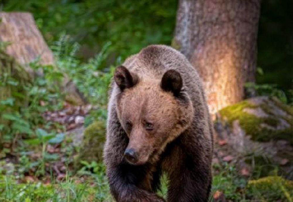 Prahova. Urs agresiv, împuşcat la Comarnic