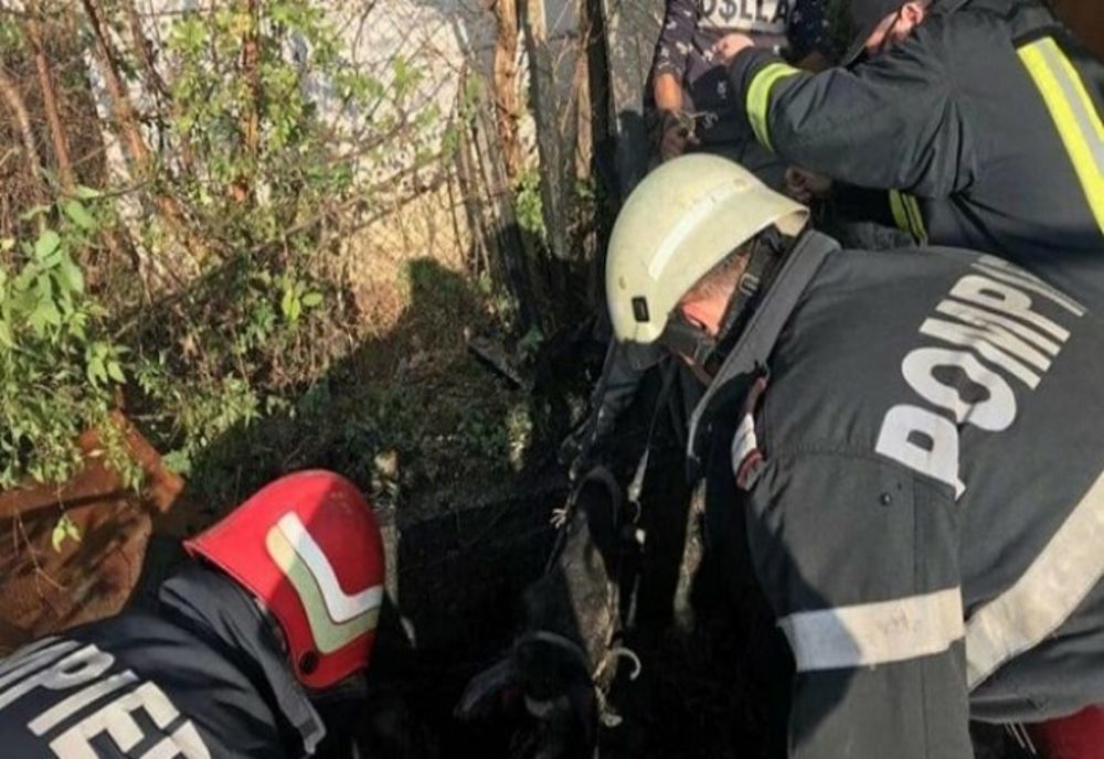 Prahova. Cal căzut într-o fosă septică, salvat de pompieri