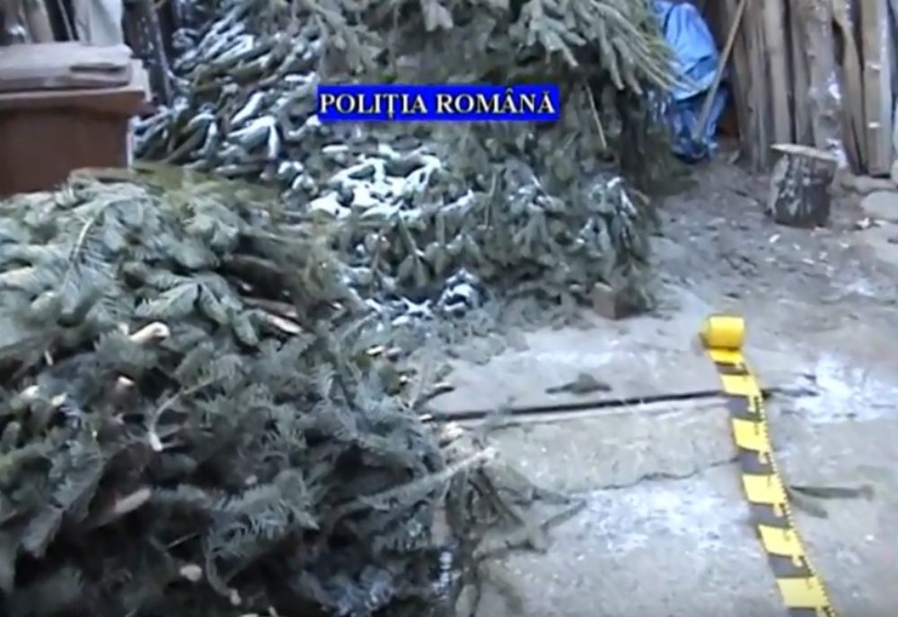 Un bărbat din Dâmbovița a fost prins în Sinaia cu o cantitate mai mare de cetină decât avea voie să transporte