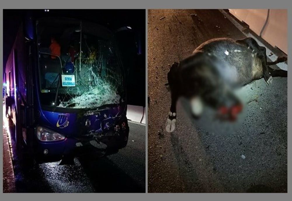 Prahova. Un autocar cu copii și două autoturisme au lovit un taur, pe DN1