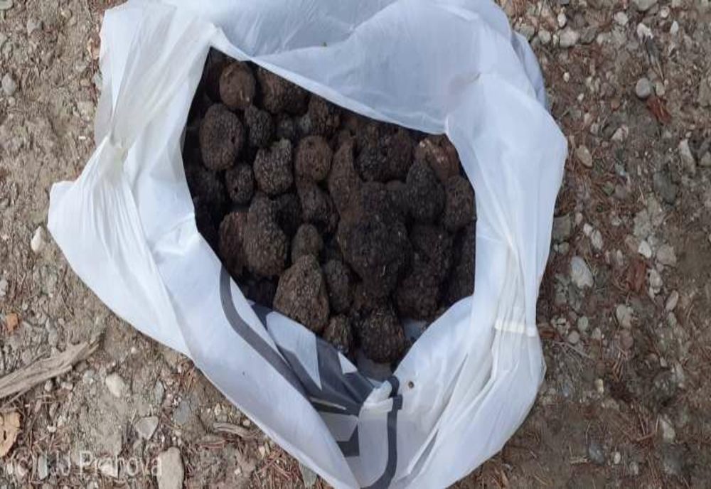 Prahova. Doi bărbaţi prinşi de jandarmii montani cu peste 1,6 kilograme de trufe negre