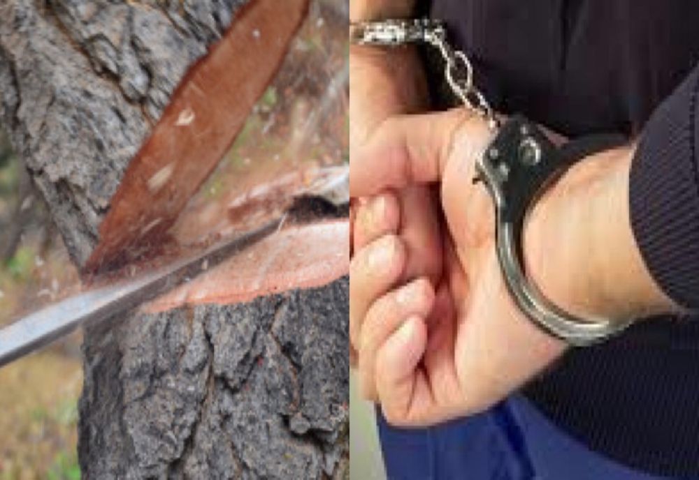 Un băiat de 16 ani, reținut pentru furt de arbori. Prejudiciul este de 1.250 de lei