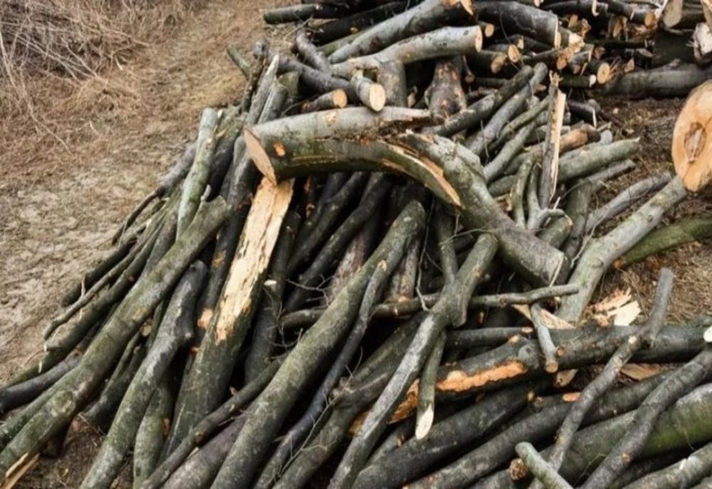 Prahova. Doi bărbaţi prinşi în flagrant în timp ce furau lemne, la Blejoi