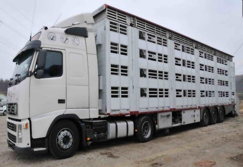 ANSVSA va elibera certificate de competenţă profesională pentru conducătorii şi însoţitorii de pe vehiculele rutiere care transportă animale