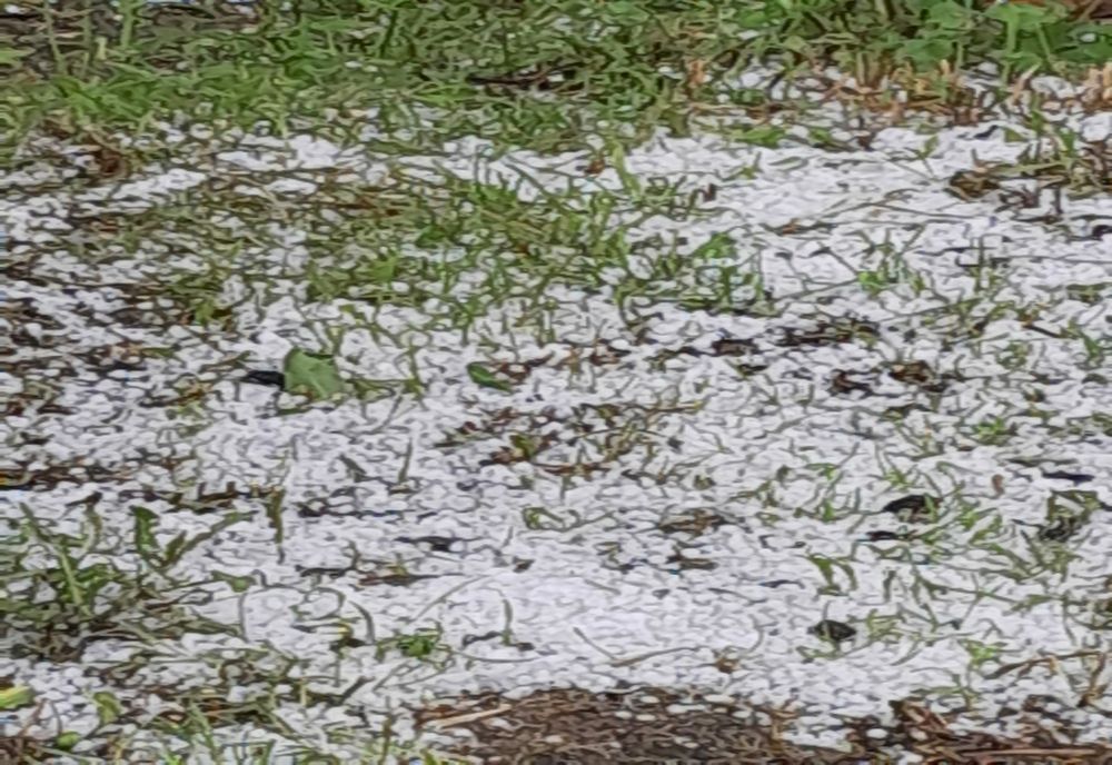 GRINDINA A FĂCUT PRĂPĂD ÎN DÂMBOVIȚA, ARGEȘ ȘI PRAHOVA. CULTURI AGRICOLE DISTRUSE ȘI COD ROȘU DE FURTUNI