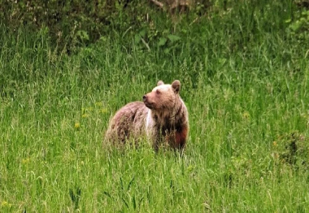Prezenţa unui urs, semnalată într-o comună din Prahova