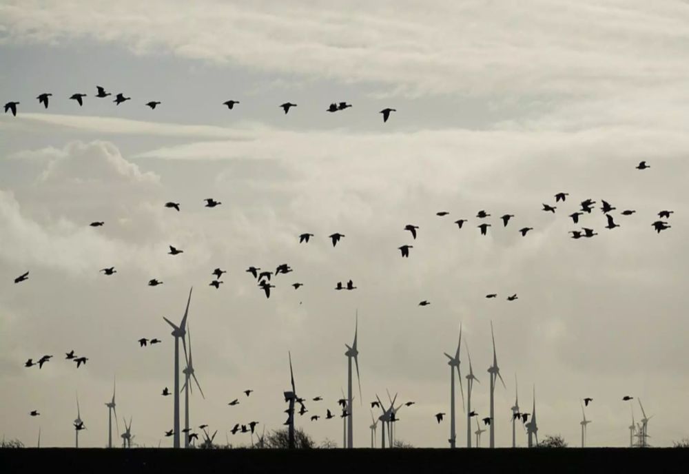 Braconaj de păsări sălbatice descoperit de jandarmi în Prahova. Le ademeneau cu dispozitive radio şi vergele unse cu clei